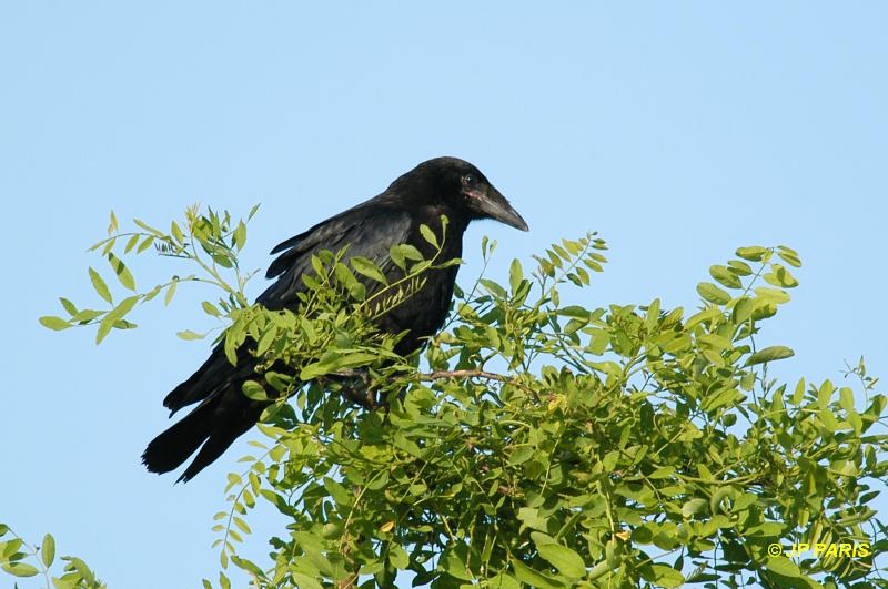Corvus frugilegus